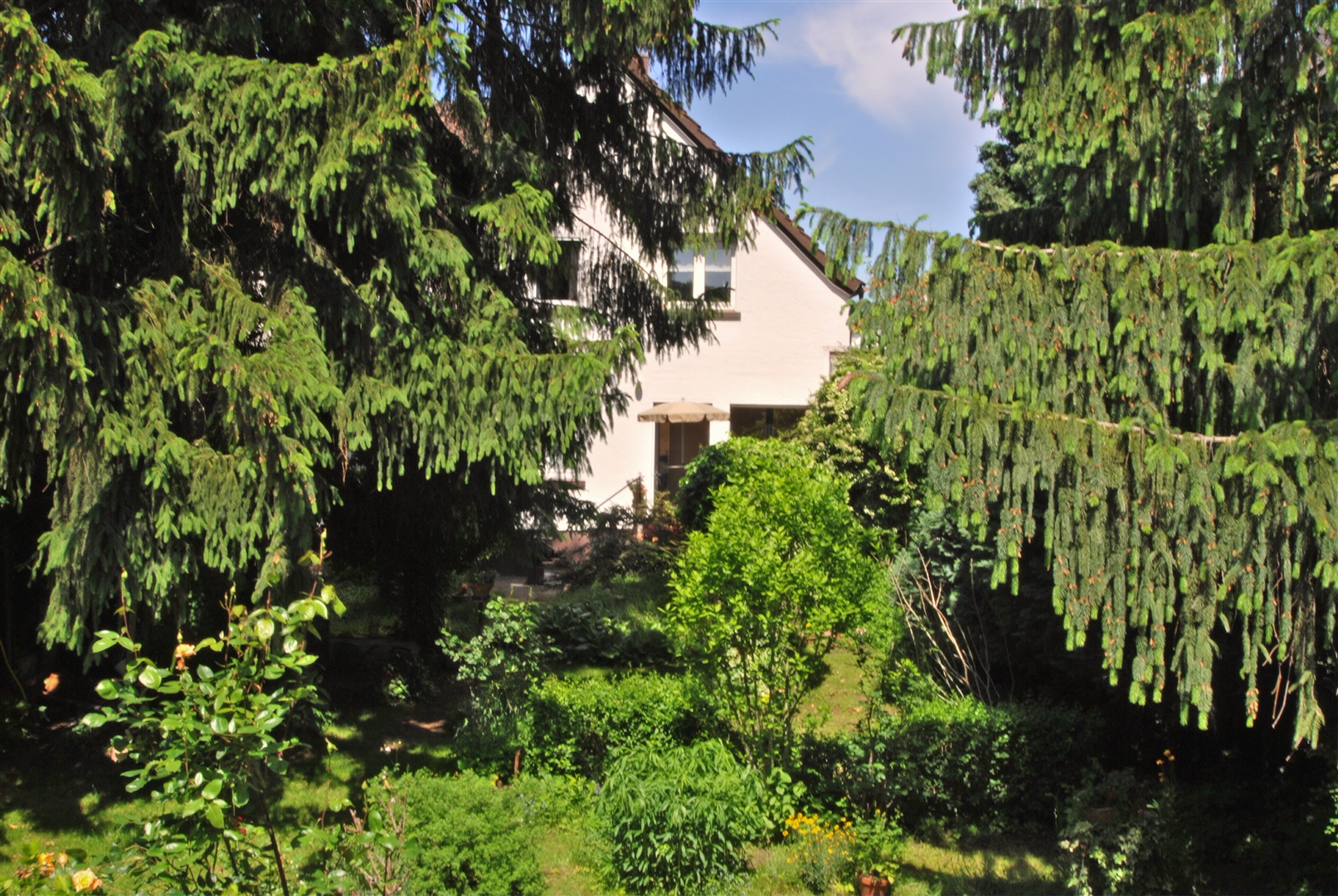 Südgarten direkt am Haus. Links unter dem großen Nadelbaum liegt das kleine Gartenhäuschen. - Oliver Reifferscheid - Immobilienmakler Darmstadt