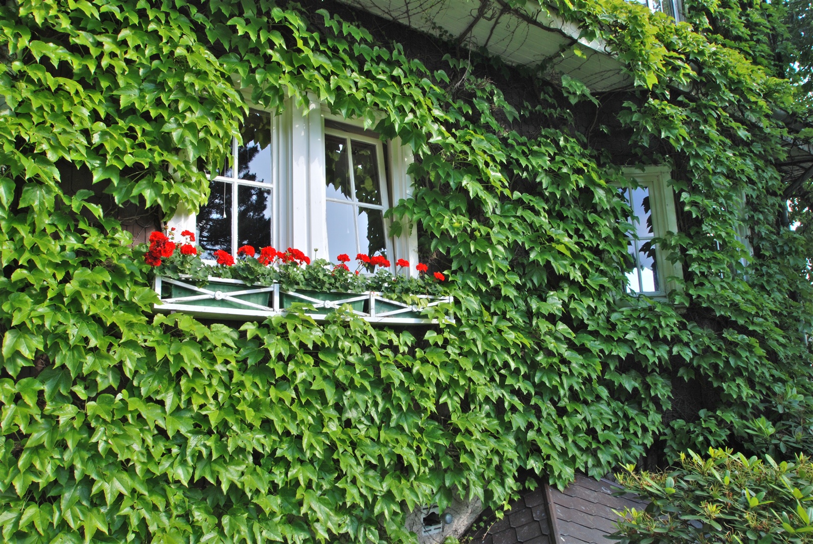 Romantisch umrankt mit teilweise, orginal erhaltenen Eichenholzfenstern mit echten Sprossen. - Oliver Reifferscheid - Immobilienmakler Darmstadt