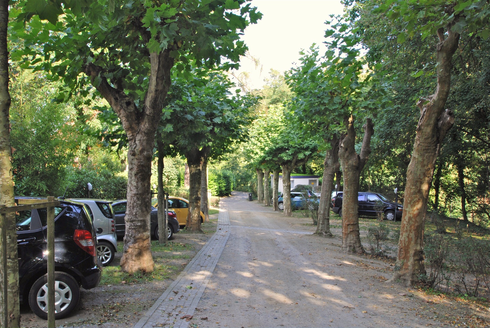 Die Platanenalle von oben nach unten gesehen, das Haus ist wirklich was besonderes, liegt es doch in oberster Hanglage von Alsbach. - Oliver Reifferscheid - Immobilienmakler Darmstadt