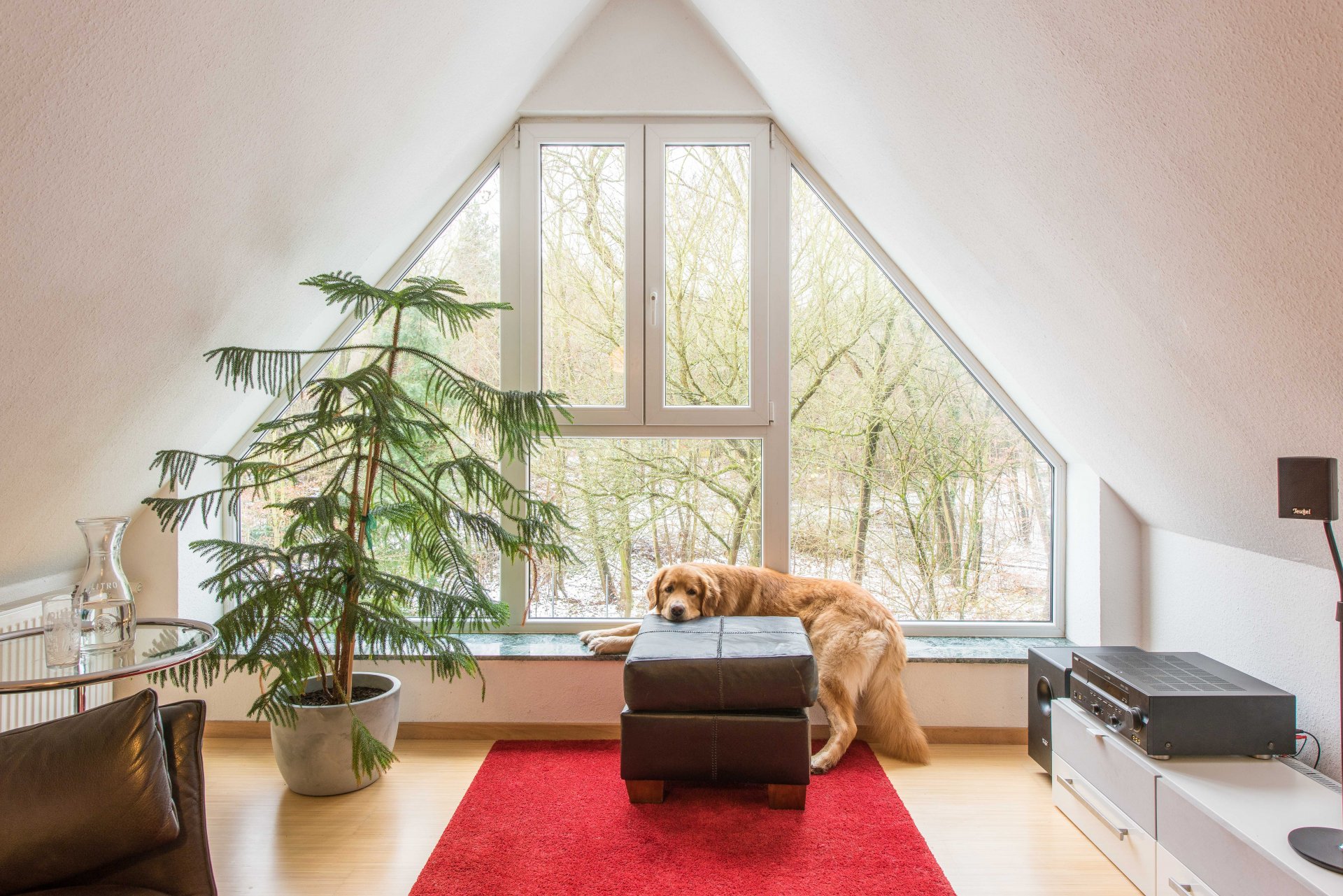 Bodentiefes, deckenhohes Südfenster... Aussichtsplatz für den gefürchteten, schrecklichen Kettenhund (der Hund ist unverkäuflich) - Oliver Reifferscheid - Immobilienmakler Darmstadt