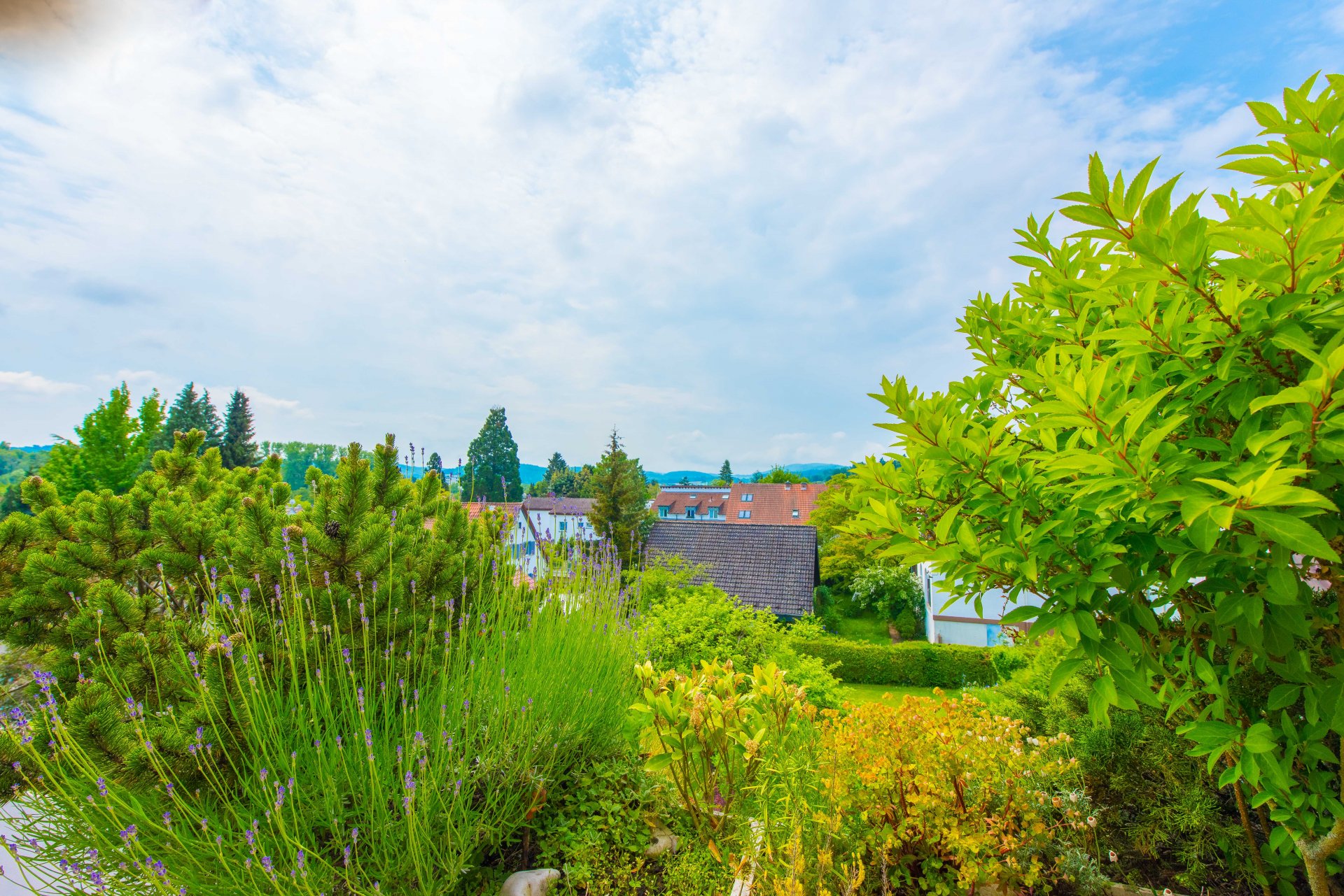 Blick über Ihren Lavendel in die Ebene - Oliver Reifferscheid - Immobilienmakler Darmstadt