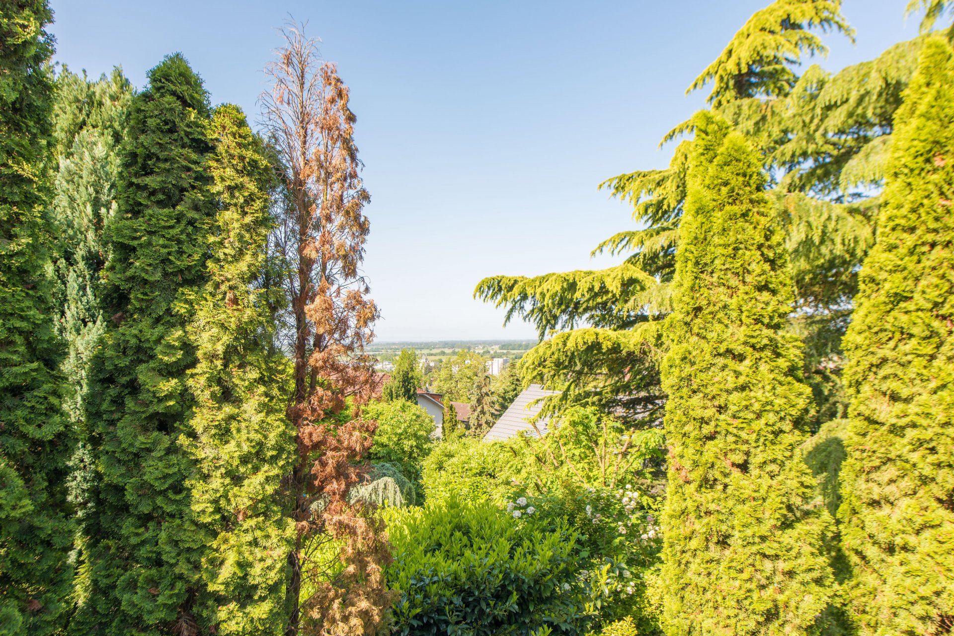 Blick in die Rheinebene, nur noch frei schneiden - Oliver Reifferscheid - Immobilienmakler Darmstadt