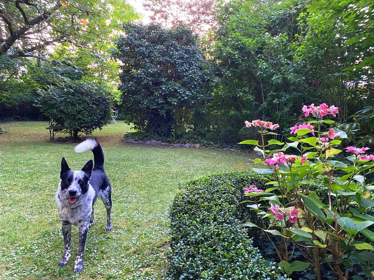 Sommerimpressionen - Bild vom Verkäufer - Oliver Reifferscheid - Immobilienmakler Darmstadt