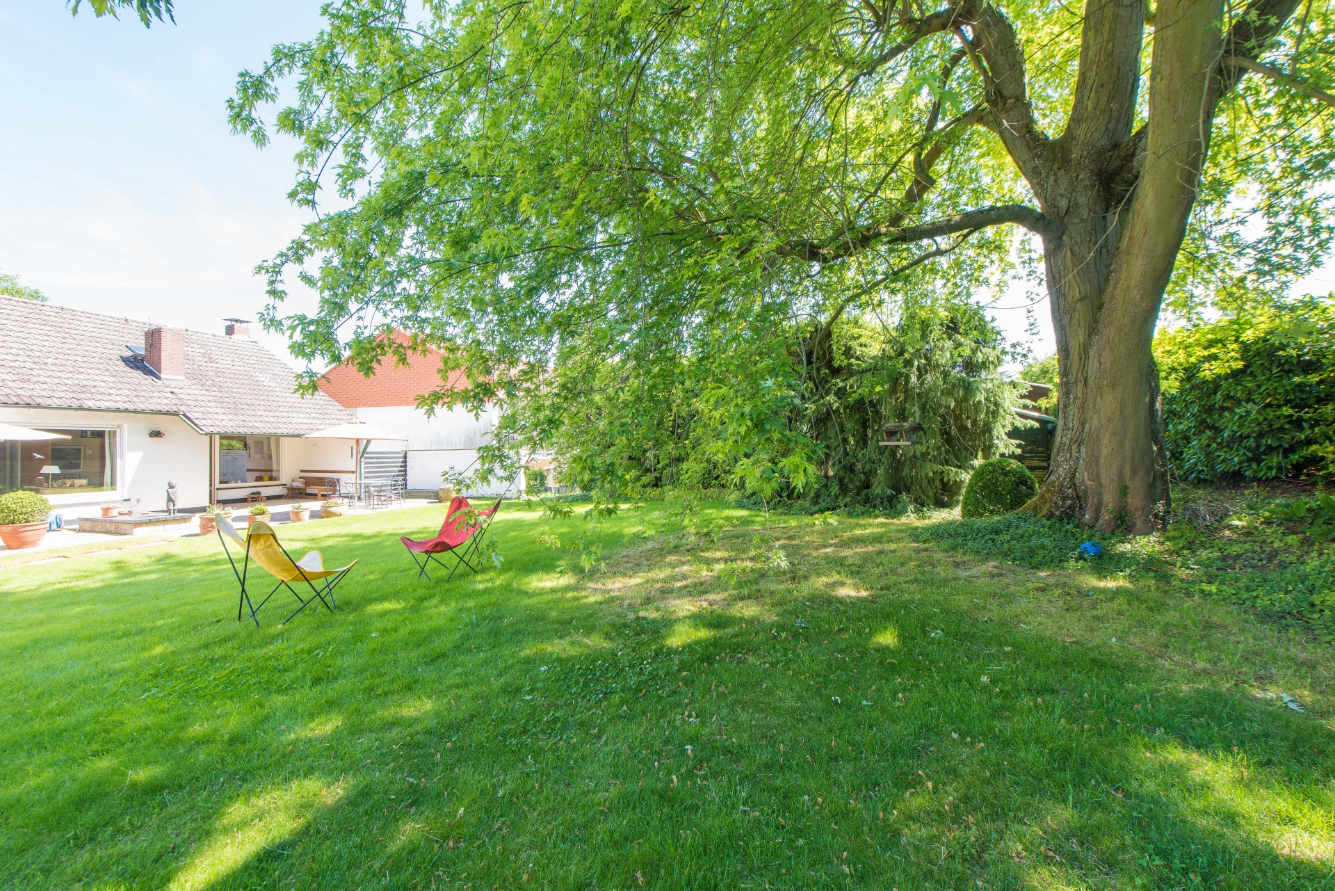 Wunderschöner Solitärbaum - Oliver Reifferscheid - Immobilienmakler Darmstadt